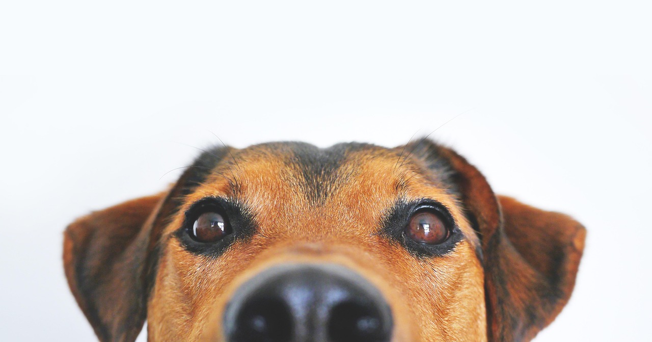 peeking dogs face from the snout up