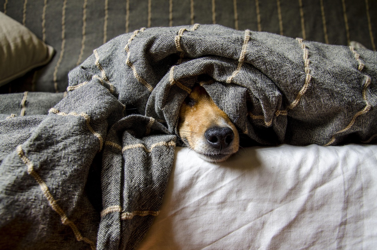 dog snout poking out of a blanket